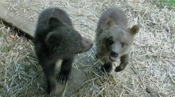 Работал таможенником в одном крупном аэропорту сопредельной страны....

Самая конкретная находка - два медвежонка, которых пытались вывезти в эмираты по документам щенков Ньюфаундленда. Их действительно перепутать можно, но контрабандистам жутко не повезло, потому как девочка-инспектор оказалась увлеченной "собачницей" и сразу их раскусила. 

С рейса сняли, составили протокол. Медвежат поместили в комнату посетителей. С ними вся таможня фотографироваться бегала... Забавные )))))

Вот они! Вместо Дубаи уехали в Карпаты в заповедник