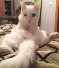 Во, котейка - извращейка