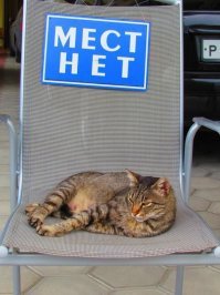 Просто картинки