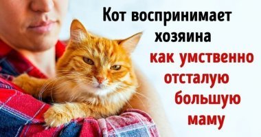 Кот о хозяине думает примерно так же.
