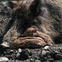 у нас и такое бегает летом по горам, сейчас к людям жмется...