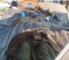 Сильная и независимая