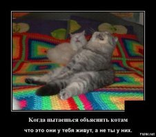 Прикольные и смешные картинки