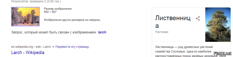 Не... Если верить гуглю, это лиственница ))