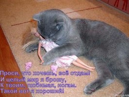 Кошачьи демотиваторы