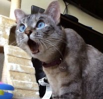 Коту пост понравился...