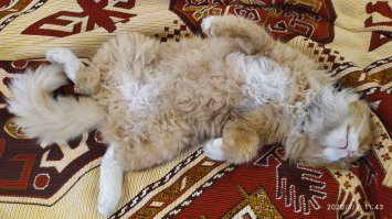 Мой котяра, когда пришел с гуляк : )))
