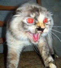 Наверное кошелок.