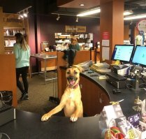 Это самый подходящий кандидат для работы на ресепшен: может и улыбнуться, а может и облаять!