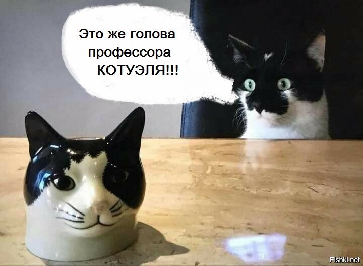 Коты
