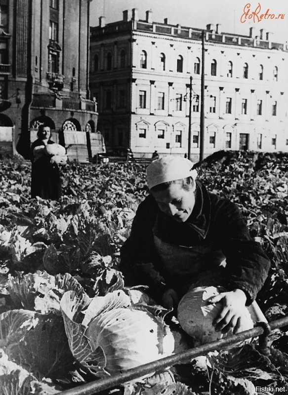 Обработка огорода, разбитого в сквере возле Исаакиевского собора. 1942 г.
Выращивание овощей на площади у Исаакиевского собора ...
Работники Н-ского госпиталя Е.Скарионова и М.Бакулин за сбором капусты...
Сбор урожая капусты у Исаакиевского собора...
Дети у грядок на набережной в Ленинграде...