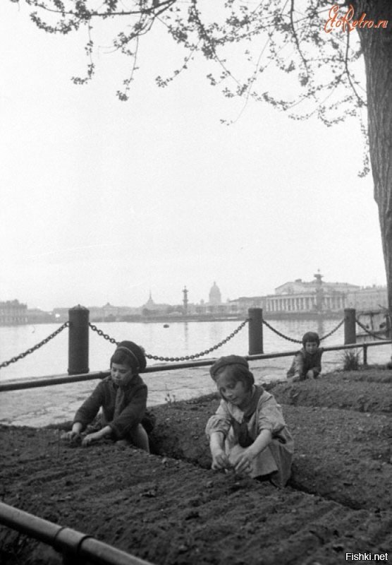 Обработка огорода, разбитого в сквере возле Исаакиевского собора. 1942 г.
Выращивание овощей на площади у Исаакиевского собора ...
Работники Н-ского госпиталя Е.Скарионова и М.Бакулин за сбором капусты...
Сбор урожая капусты у Исаакиевского собора...
Дети у грядок на набережной в Ленинграде...