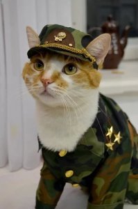 Когда хозяин - военный