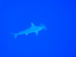 Позвольте вступиться за акул. Человек не является объектом охоты акулы. Так называемые "нападения" акулы на человека делятся на две категории - ошибка или любопытство. К примеру, белая акула охотится на тюленей ради их жира и порой принимает человека (как правило, серфера, лежащего на доске) за тюленя. Схватив его зубами, акула понимает, что жира нет и теряет к нему интерес, правда, раны могут оказаться серьёзными и даже летальными. Другой пример - длиннокрылая акула (лонгиманус), которая шныряет в поверхностных слоях воды и пробует на зуб всё, что найдёт, просто из любопытства. По некоторым данным, за лонгиманусами числятся большинство жертв при кораблекрушениях и авиакатастрофах в море. Но специально на человека акулы не охотятся. Увы, голливудский кинематограф создал им не самую лучшую репутацию, и численность акул, просуществовавших на Земле 200 миллионов лет, стремительно сокращается. В этом, к сожалению, виноваты и чрезмерно расплодившиеся китайцы, у которых суп из акульих плавников - деликатес. Возможно, наши внуки никогда не увидят живьём этих необычайно грациозных и совершенных созданий.
Фото моё, пардон за качество.