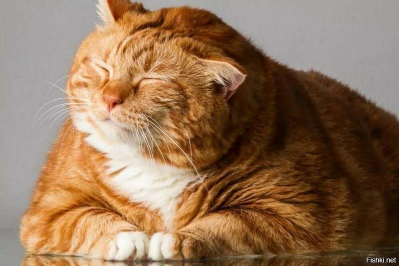 Рукастых котов на всех одиноких и независимых, все равно не хватит))