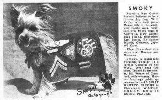 Смоки - собака породы йоркширский терьер. 
Смоки была обнаружена американским солдатом в заброшенном окопе в джунглях Новой Гвинеи. В то время Смоки была уже взрослым йоркширским терьером. Первоначально солдаты думали, что Смоки принадлежала японцам, но когда её доставили в ближайший лагерь для военнопленных, то выяснилось, что она не понимает команд ни на английском, ни на японском. В течение следующих двух лет Смоки находилась вместе со своим хозяином Винном на Тихоокеанском театре военных действий.  
Согласно словам Винна, «Смоки служила в южной части Тихого океана в составе 5-х военно-воздушных сил, в 26-й эскадрилье фотографической рекогносцировки, участвовала в 12-ти воздушных и морских спасательных и фоторекогносцировочных миссиях». В ходе этих операций Смоки часто в течение длительного времени находилась в солдатском рюкзаке фактически под огнём. 

Смоки официально участвовала в 12-ти боевых операциях, ввиду чего была награждена 8 Звёздами за службу. Она выжила, пережив как минимум 150 воздушных налётов и два тайфуна на Окинаве. Винн также рассказывал, что Смоки лаем и поведением предупреждала его об угрозе бомбёжки и как минимум раз спасла ему жизнь.

Во время передышек между боями Смоки выучилась множеству трюков и развлекала раненых их исполнением. Смоки разучила больше трюков, чем любая другая собака того времени.  Смоки благодаря своим навыкам помогала военным инженерам строить военный аэродром в заливе Лингуаен на Лусоне, что сделало её настоящей героиней. Помощь Смоки в прокладке кабеля связи через подземную трубу позволила не задействовать для этого 250 рабочих и 40 боевых самолётов.  

Смоки может считаться первой в мире «лечебной собакой». Её деятельность в этом качестве началась в июле 1944 года, на госпитальной станции № 233 в Новой Гвинее, где она сопровождала медсестёр, ухаживавших за солдатами, ранеными во время битвы на острове Биак. В то время Смоки была уже довольно известна, поскольку её фотография публиковалась в журнале «Янки». «Работа» Смоки в качестве «лечебной собаки» продолжалась более 12 лет, во время и после Второй мировой войны, в течение которой она встречалась со множеством пациентов больниц.