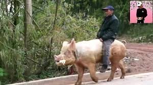 Прикольные и смешные картинки