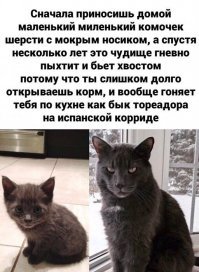 Прикольные и смешные картинки