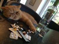 Кот устроил погром в вино-водочном отделе магазина