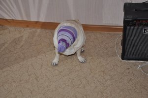 Уткособы - новый способ поднять себе настроение!