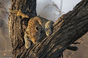 Предосторожность этого леопарда, не спасла его от белки, жаль кошечку ...