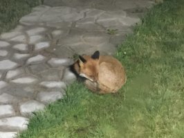 А это мой. Кормлю третий год.