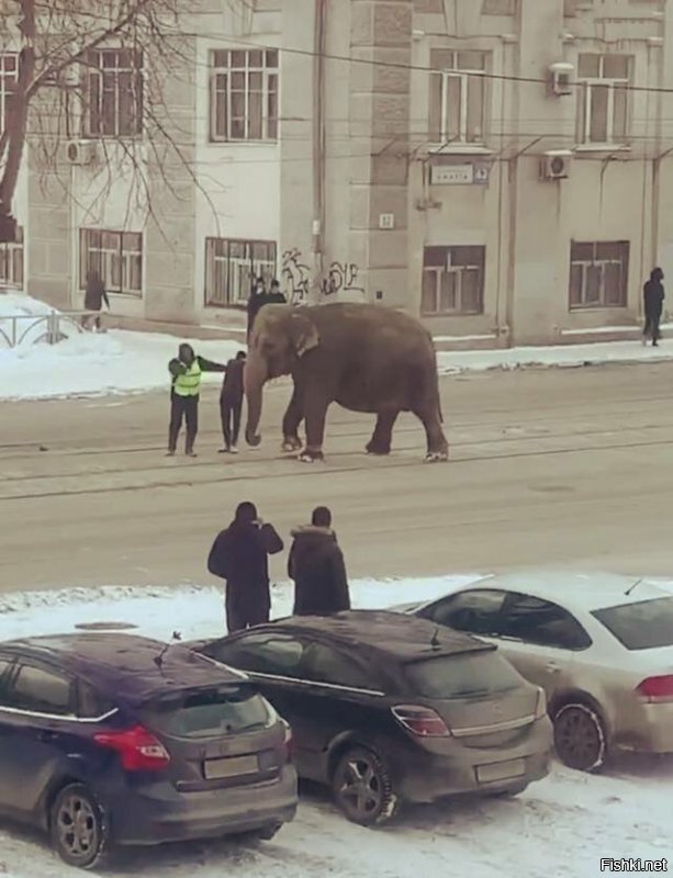 По улицам слона водили.
Как видно, на показ...