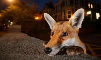 Это я, Чернолапый. Я в гости пришёл.