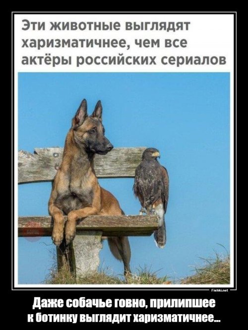 Прикольные и смешные картинки