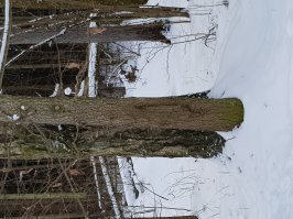 Берёза в нашем лесу