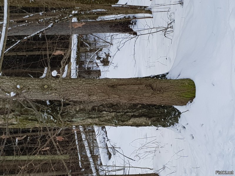 Берёза в нашем лесу