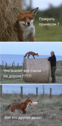 Друзья спасли лисенка от голодной смерти, а через полгода пришли навестить его