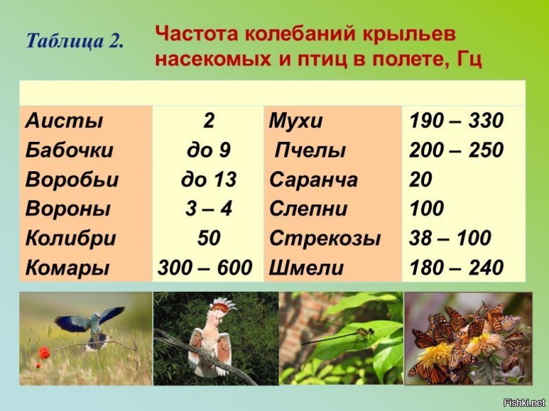 Причём, "ЛЯ" малой октавы. 
До "ЛЯ" первой октавы дотягивают только комары.
