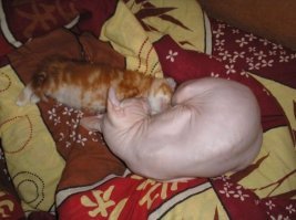 17 лет у меня жил такой же бежевый котейка. Дюже доброе создание.
Подобрали на улице 2х котят, так он принял их как родных, пока мы им хозяев искали.