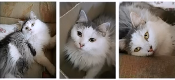 У меня нечто подобное: кошка с ДЦП. Юлечка ходит плохо, постоянно заваливается. Ест и пьёт постоянно тыкаясь в корм или воду. Естественные потребности лёжа, под себя. Поэтому после каждого туалета - купание. Но все равно любимая. Ей уже три года.