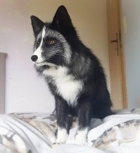 Вот кто сметану съел.