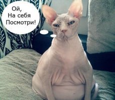 Прикольные и смешные картинки