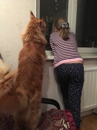 30 фотографий ну очень длинных кошек