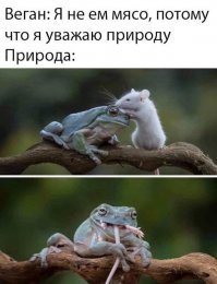 Лягушка съела самую ядовитую  змею в мире