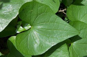 Версии происхождения согласно легендам, форма символического сердца   не что иное, как лист плюща. В эллинистической культуре плющ считался символом бога виноделия и страсти Диониса. На греческих амфорах часто использовали символ плюща для декорирования.