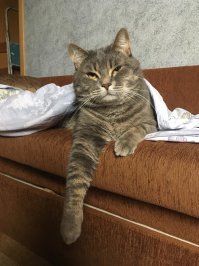 Сел как-то в машину, слышу шорох под днищем, открываю дверь и из под днища вылезает грязнищая голова и говорит "мя". Я ему говорю: жрать хочешь? Он опять: мя. Так и пошел со своим "мя" следом за мной в подъезд, пятый год уже мякает дома.