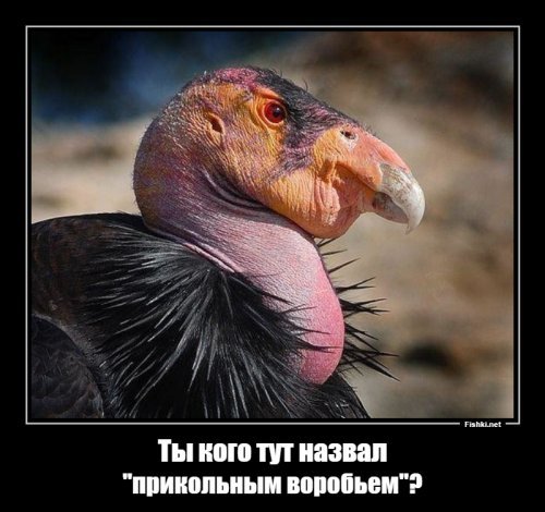 Вот такую птичку вчера встретил