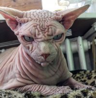 Намешалось