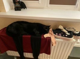 Кот учуял  рыбу ?