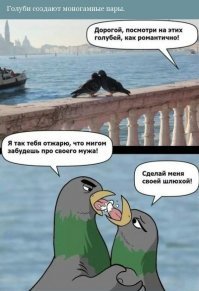Эти загадочные голуби