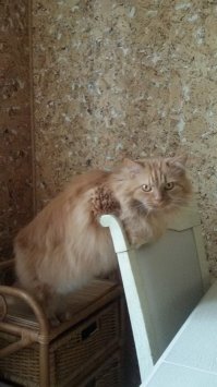 Моя Алиса, 12 лет
Любимые позы отдыха...