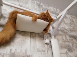 Моя Алиса, 12 лет
Любимые позы отдыха...