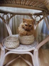 Моя Алиса, 12 лет
Любимые позы отдыха...