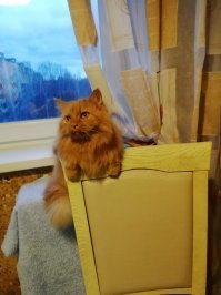 Моя Алиса, 12 лет
Любимые позы отдыха...