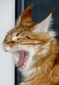 Смешные комментарии из соцсетей